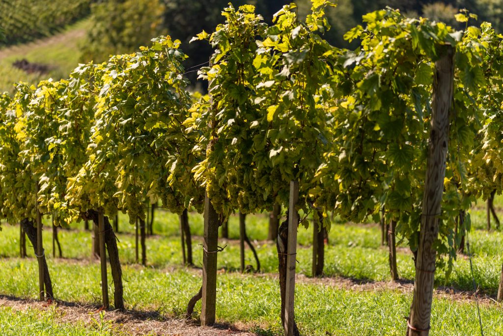 Der Wein zur goldenen Jahreszeit | Weinhof Rudolstadt